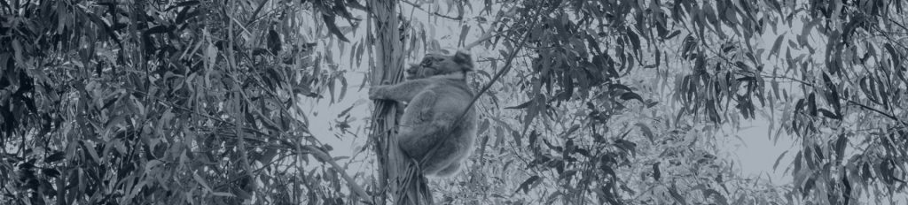 AAG-Investment-Management-Carbon-and-ESG-Programs-Koalas on Kangaroo Island-Banner